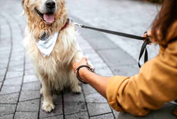 Normativa tenencias de animales
