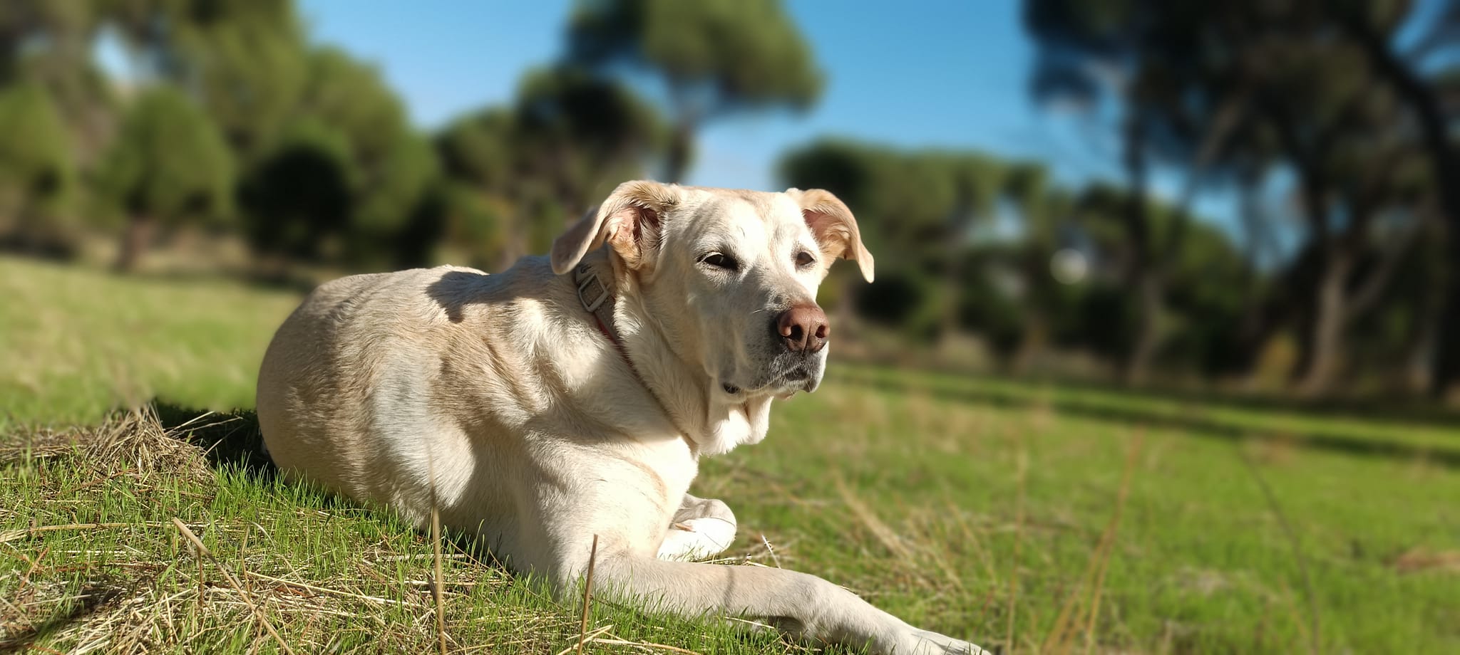 Tarifas de paseos para perros